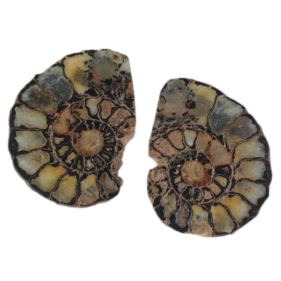 Ammonite-Large