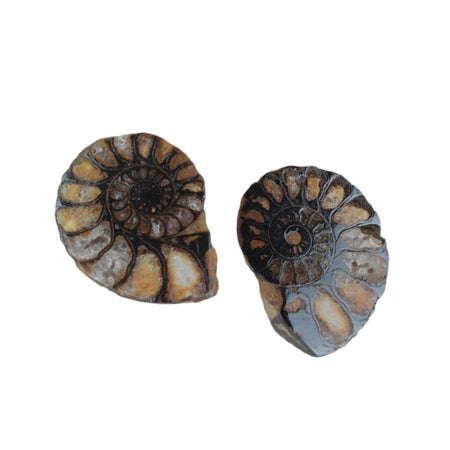 Ammonite-Small - Goody Beads