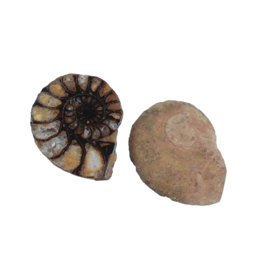 Ammonite-Small - Goody Beads