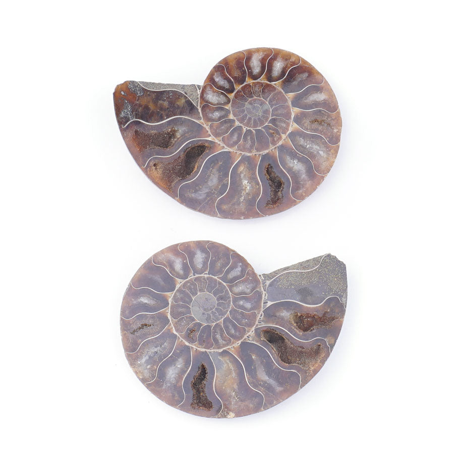 Ammonite Specimen Pairs Approx. 3-4" - Limited Editions - Goody Beads