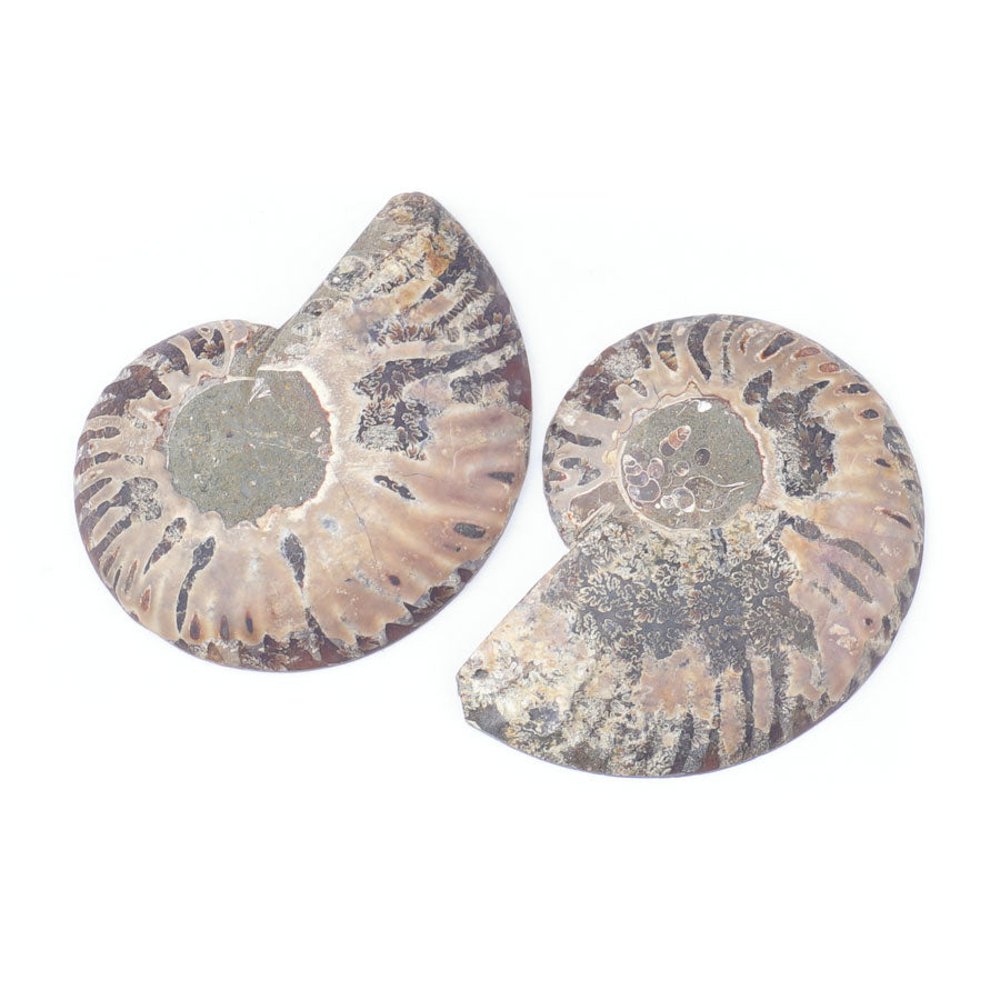 Ammonite Specimen Pairs Approx. 3-4" - Limited Editions - Goody Beads