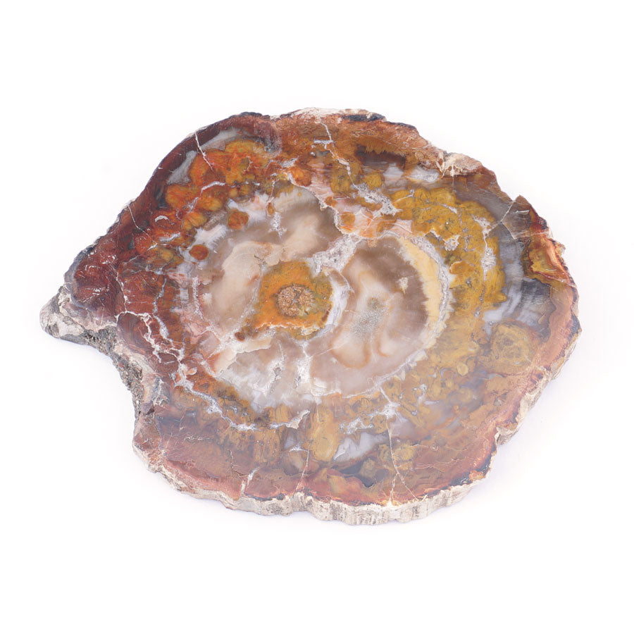 Petrified Wood Drink Coaster Approx. 4-5",Set of 4- Limited Editions - Goody Beads