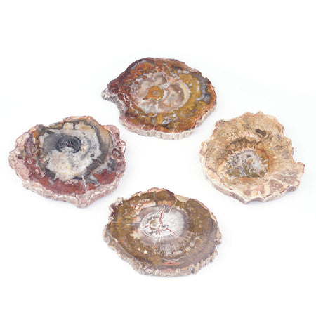 Petrified Wood Drink Coaster Approx. 4-5",Set of 4- Limited Editions - Goody Beads